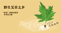 艾草越嫩越好，還是越久越好？悄悄告訴你：艾草這樣用，效果最好！