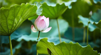【三伏天養(yǎng)生】三伏天養(yǎng)生有六大禁忌，你知道嗎？記得分享給家人知道！