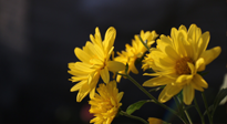 【養(yǎng)生知識(shí)】入秋菊花藥膳，美味營(yíng)養(yǎng)、養(yǎng)生保健！
