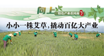 【行業(yè)資訊】向上，特色產(chǎn)業(yè)看河南：南陽艾區(qū)域品牌正在叫響！