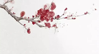 【冬日數(shù)九】2024年開(kāi)始數(shù)九，收藏好時(shí)間表，帶你了解什么是冬九九！