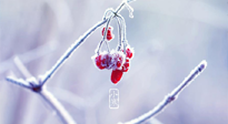 【小寒節(jié)氣】時處二三九，臘月梅花開！
