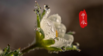 【二十四節(jié)氣灸】雨水節(jié)氣，扶陽、祛濕、調(diào)氣血，才是養(yǎng)生重點！艾灸，橫掃濕寒！