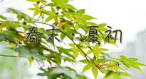 【艾灸養(yǎng)生】春末夏初：上熱下寒癥狀，補(bǔ)不如疏通淤堵，試試艾灸吧！