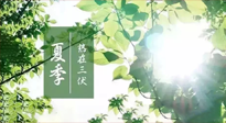 【艾灸三伏天】今年三伏不一般，仙草小助理建議大家早作準備哦！