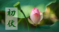 【三伏天】初伏將至，“蒸煮”模式開啟！想要健康，這四類食物別錯過??！