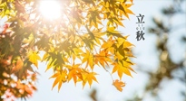 【節(jié)氣飲食】立秋將至，吃最合適的飲食，平穩(wěn)度過(guò)季節(jié)交替！